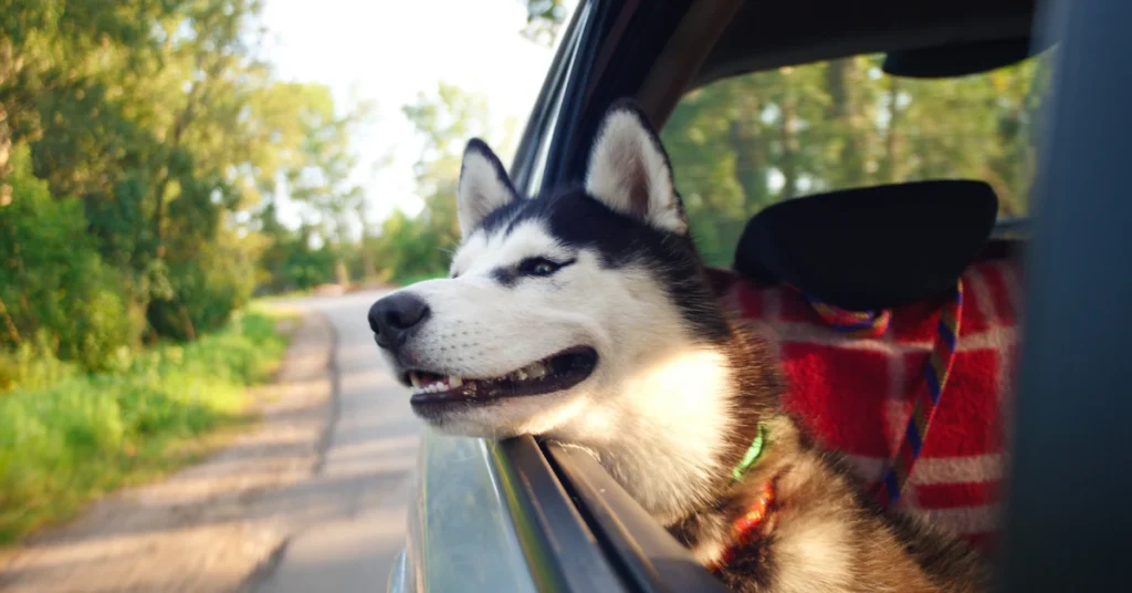 Husky dog looking out of a car window during a ride