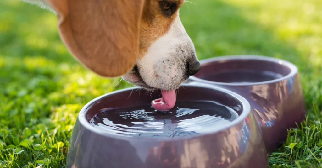 Dog drinking fresh water from a bowl outdoors on grass
